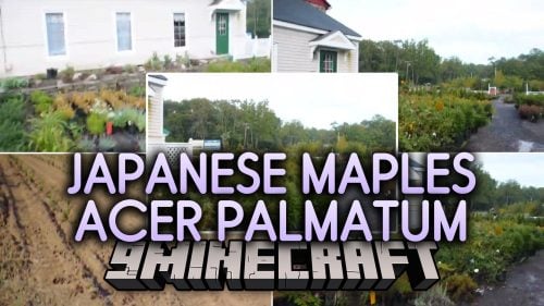 Japanese Maples Acer Palmatum Map