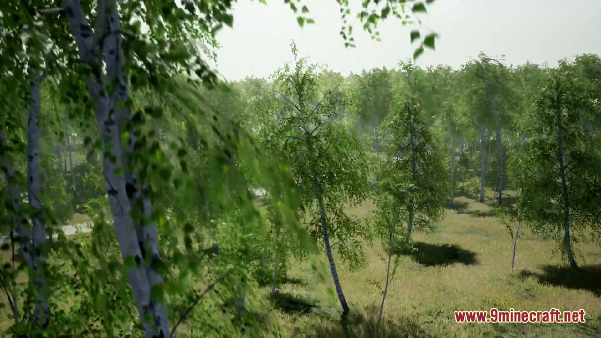 Birch Tree Asset Pack Map (26.3, 1.20.1) – Wander a Peaceful Custom Forest — screenshot 2